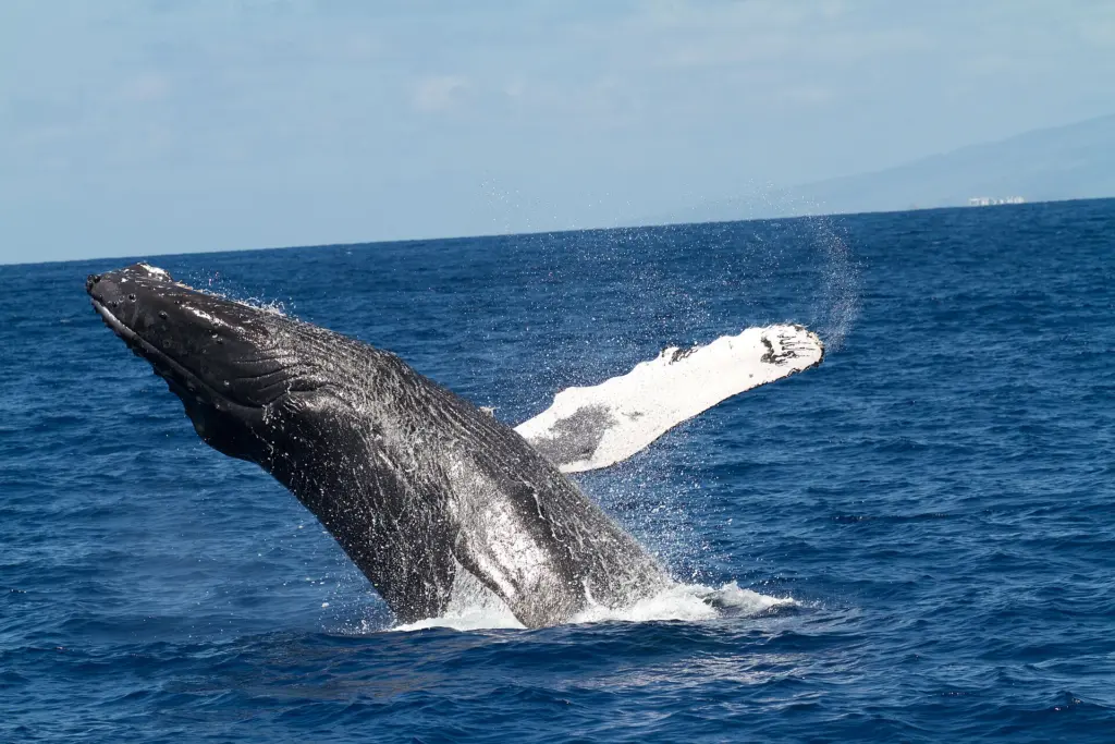 Una ballena jorobada saltando fuera del agua en mar abierto